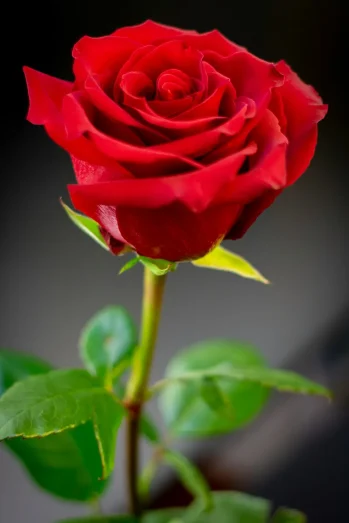 Red Rose Picture